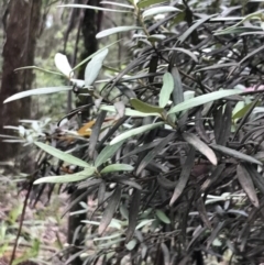 Elaeocarpus holopetalus (Black Olive Berry) at Harolds Cross, NSW - 15 Jan 2022 by Tapirlord