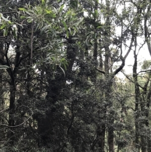 Elaeocarpus holopetalus at Harolds Cross, NSW - 15 Jan 2022