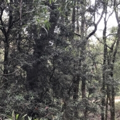 Elaeocarpus holopetalus at Harolds Cross, NSW - 15 Jan 2022