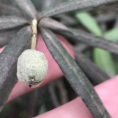 Elaeocarpus holopetalus at Harolds Cross, NSW - 15 Jan 2022