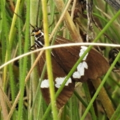 Nyctemera amicus (Senecio Moth, Magpie Moth, Cineraria Moth) at Namadgi National Park - 21 Jan 2022 by JohnBundock
