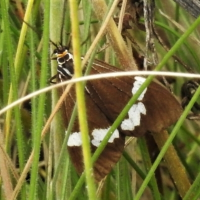 Nyctemera amicus (Senecio Moth, Magpie Moth, Cineraria Moth) at Tennent, ACT - 21 Jan 2022 by JohnBundock