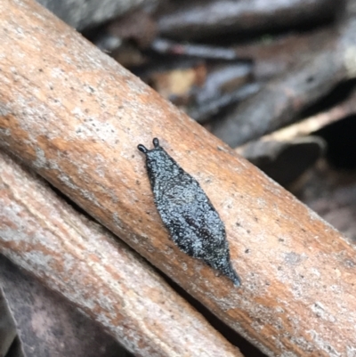 Cystopelta astra (Snowy Mountains Humpback Slug) at Tallaganda National Park - 15 Jan 2022 by Tapirlord