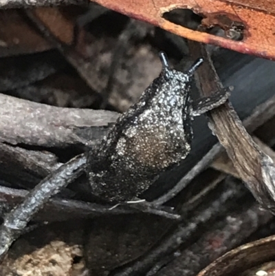 Cystopelta astra (Snowy Mountains Humpback Slug) at Tallaganda National Park - 15 Jan 2022 by Tapirlord