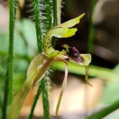 Chiloglottis sylvestris (Small Wasp orchid) at Jerrawangala National Park - 21 Jan 2022 by RobG1