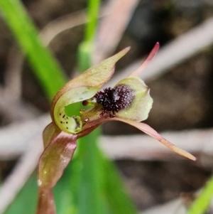 Chiloglottis sylvestris at Jerrawangala, NSW - 21 Jan 2022