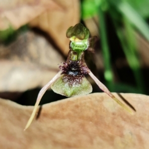 Chiloglottis sylvestris at Jerrawangala, NSW - 21 Jan 2022