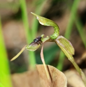 Chiloglottis sylvestris at Jerrawangala, NSW - 21 Jan 2022