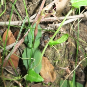 Chiloglottis sylvestris at Jerrawangala, NSW - 21 Jan 2022