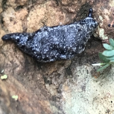 Cystopelta astra (Snowy Mountains Humpback Slug) at Tallaganda National Park - 15 Jan 2022 by Tapirlord