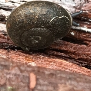 Austrochloritis (Genus) at Harolds Cross, NSW - 15 Jan 2022 12:20 PM