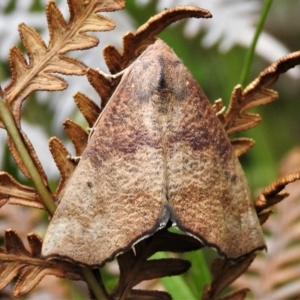 Mnesampela privata at Tennent, ACT - 21 Jan 2022 02:15 PM