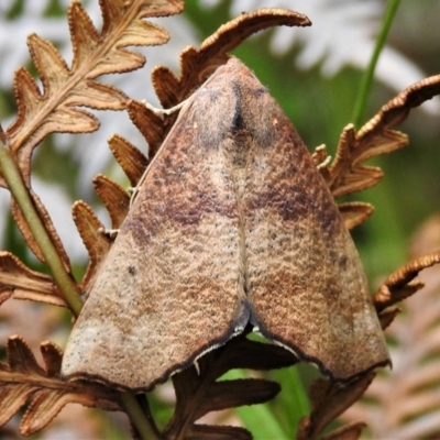 Mnesampela privata (Autumn Gum Moth) at Namadgi National Park - 21 Jan 2022 by JohnBundock