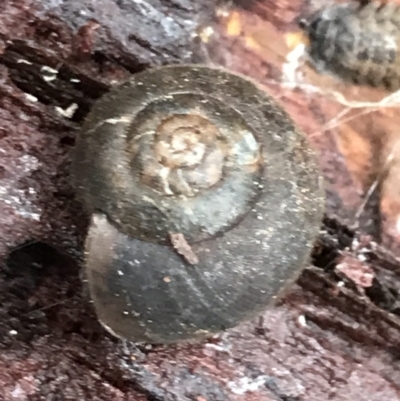 Austrochloritis (Genus) (Undescribed Austrochloritis species) at Harolds Cross, NSW - 15 Jan 2022 by Tapirlord