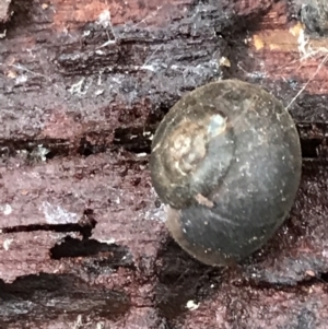 Austrochloritis (Genus) at Harolds Cross, NSW - 15 Jan 2022