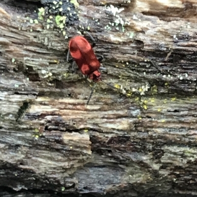 Lemodes coccinea (Scarlet ant beetle) at QPRC LGA - 15 Jan 2022 by Tapirlord