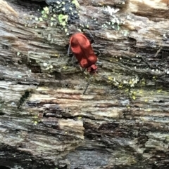 Lemodes coccinea at Harolds Cross, NSW - 15 Jan 2022 12:23 PM