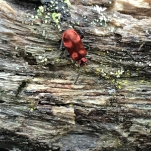 Lemodes coccinea at Harolds Cross, NSW - 15 Jan 2022