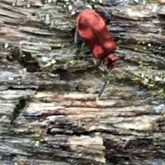 Lemodes coccinea at Harolds Cross, NSW - 15 Jan 2022