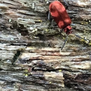 Lemodes coccinea at Harolds Cross, NSW - 15 Jan 2022 12:23 PM