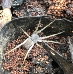 Unidentified Spider (Araneae) at Tallaganda National Park - 15 Jan 2022 by Tapirlord