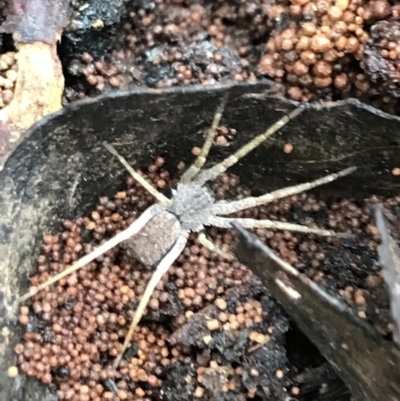 Unidentified Spider (Araneae) at Tallaganda National Park - 15 Jan 2022 by Tapirlord