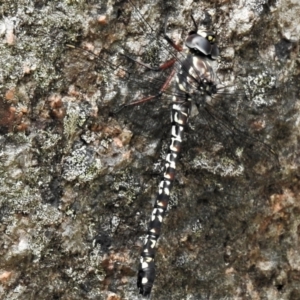 Austroaeschna multipunctata at Tennent, ACT - 21 Jan 2022