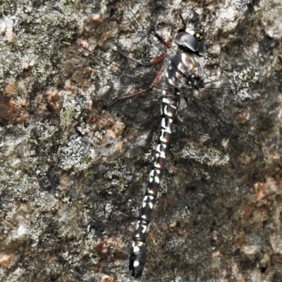 Austroaeschna multipunctata (Multi-spotted Darner) at Namadgi National Park - 21 Jan 2022 by JohnBundock