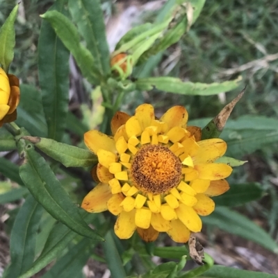 Xerochrysum bracteatum (Golden Everlasting) at Tallaganda National Park - 15 Jan 2022 by Tapirlord