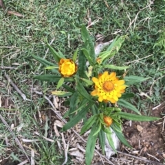 Xerochrysum bracteatum at Jingera, NSW - 15 Jan 2022 12:35 PM