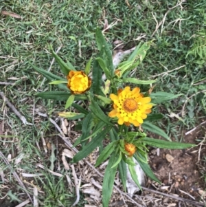 Xerochrysum bracteatum at Jingera, NSW - 15 Jan 2022 12:35 PM