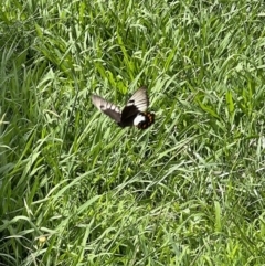 Papilio aegeus (Orchard Swallowtail, Large Citrus Butterfly) at Murrumbateman, NSW - 21 Jan 2022 by SimoneC