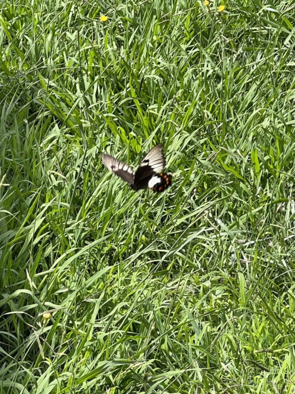 Papilio aegeus at Murrumbateman, NSW - 21 Jan 2022