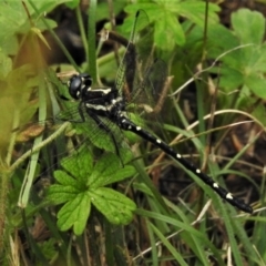 Eusynthemis guttata (Southern Tigertail) at Namadgi National Park - 21 Jan 2022 by JohnBundock