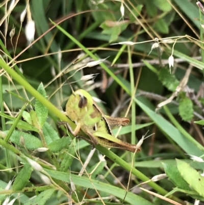 Praxibulus sp. (genus) (A grasshopper) at Captains Flat, NSW - 15 Jan 2022 by Tapirlord