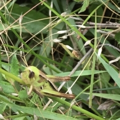 Praxibulus sp. (genus) at Captains Flat, NSW - 15 Jan 2022