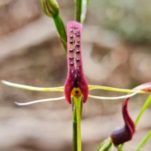 Cryptostylis leptochila at Jerrawangala, NSW - 21 Jan 2022