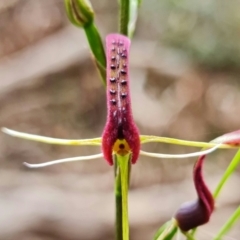 Cryptostylis leptochila (Small Tongue Orchid) at Jerrawangala, NSW - 21 Jan 2022 by RobG1