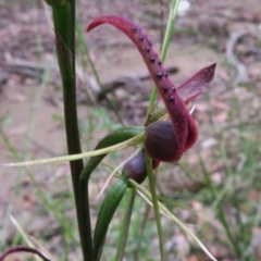 Cryptostylis leptochila at Jerrawangala, NSW - 21 Jan 2022