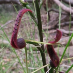 Cryptostylis leptochila at Jerrawangala, NSW - suppressed