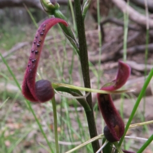 Cryptostylis leptochila at Jerrawangala, NSW - 21 Jan 2022