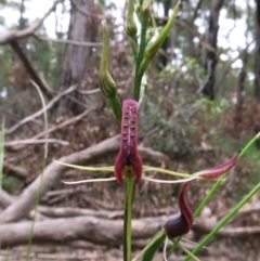 Cryptostylis leptochila at Jerrawangala, NSW - 21 Jan 2022