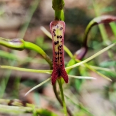 Cryptostylis leptochila at Jerrawangala, NSW - suppressed