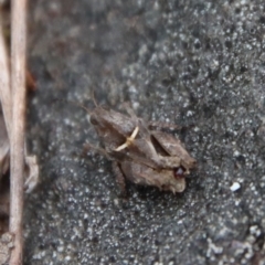 Tetrigidae (family) (Pygmy grasshopper) at QPRC LGA - 21 Jan 2022 by LisaH