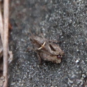 Tetrigidae (family) at Mongarlowe, NSW - 21 Jan 2022