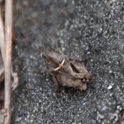 Tetrigidae (family) (Pygmy grasshopper) at Mongarlowe, NSW - 21 Jan 2022 by LisaH