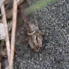 Tetrigidae (family) at Mongarlowe, NSW - 21 Jan 2022