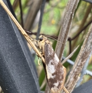 Anestia (genus) at Murrumbateman, NSW - 21 Jan 2022 01:18 PM