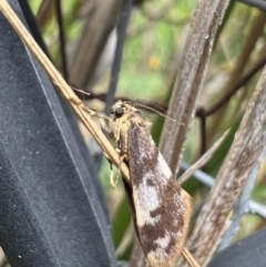 Anestia (genus) (A tiger moth) at Murrumbateman, NSW - 21 Jan 2022 by SimoneC
