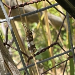 Anestia (genus) at Murrumbateman, NSW - 21 Jan 2022 01:18 PM